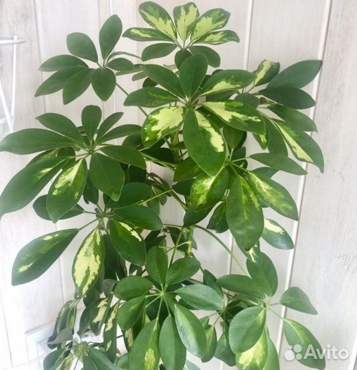 Шефлера вариегатная