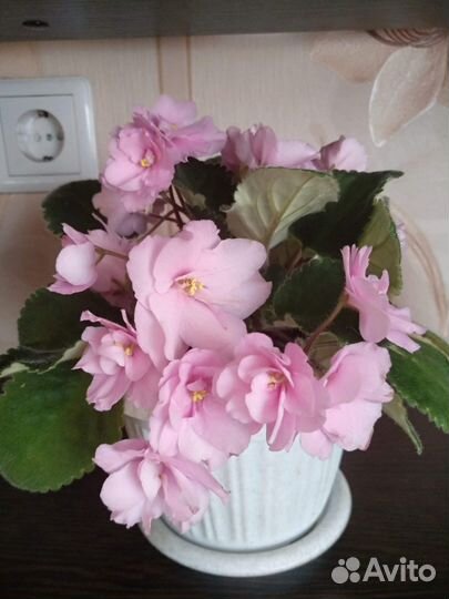 Сортовые фиалки