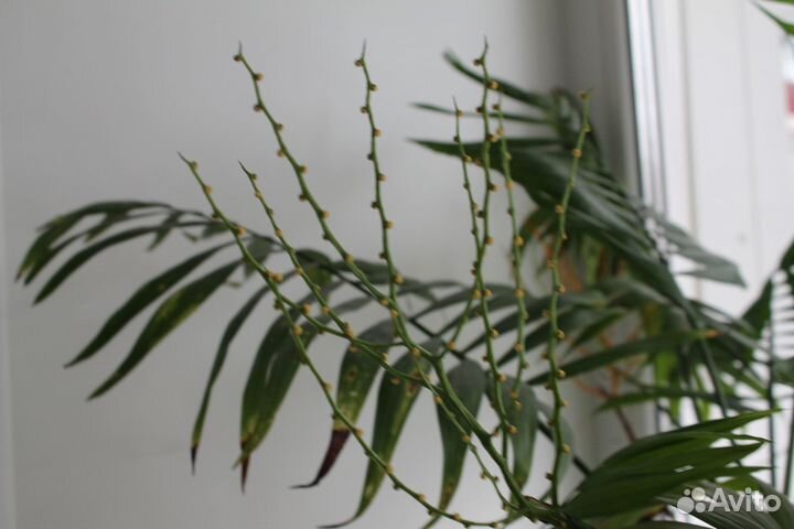 Пальма в большом красивом глиняном горшке