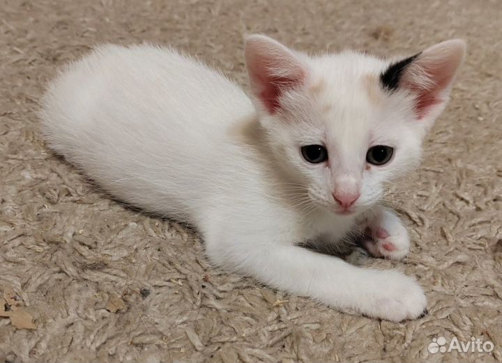 Милые котята в добрые руки