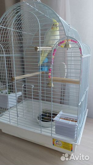 Попугай корелла с клеткой