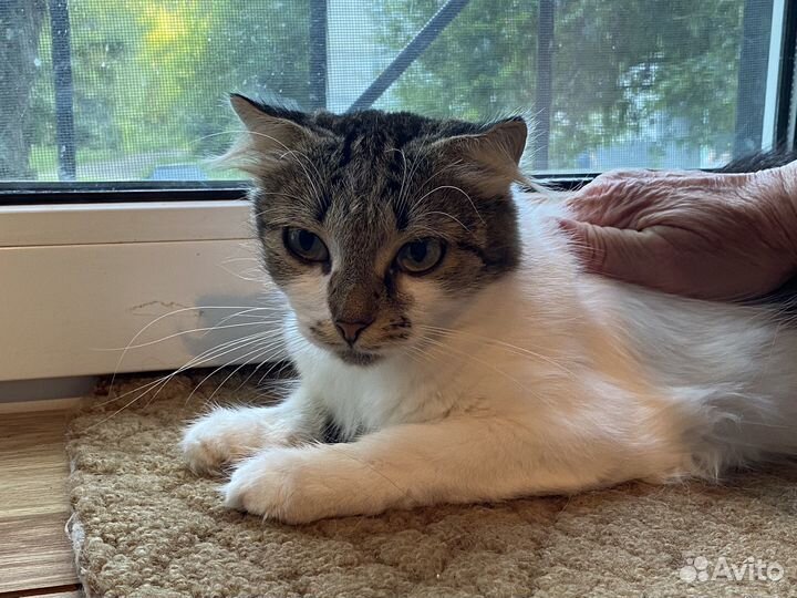 Вислоухая Кошка в добрые руки