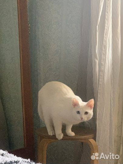 Кот турецкая ангора