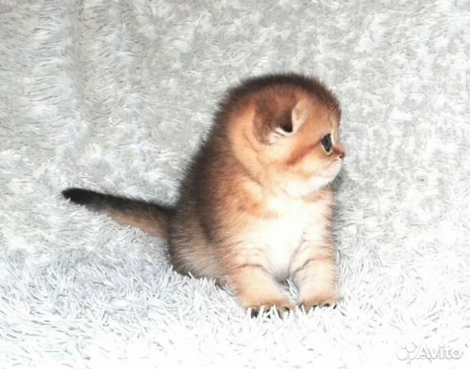 Британская золотая шиншилла