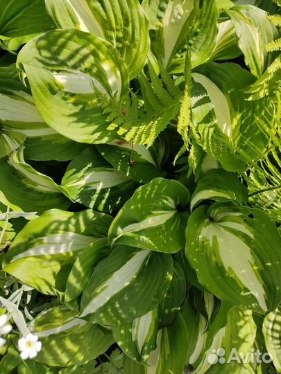 Многолетние растения для вашего сада