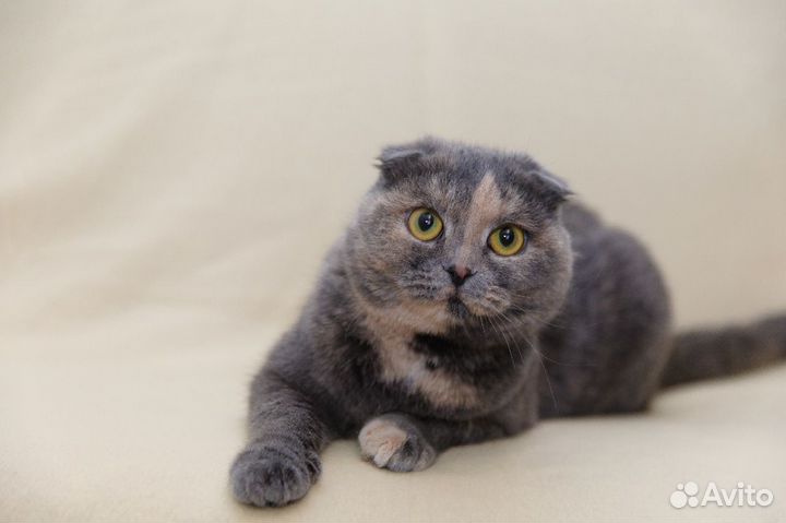 Кошки в добрые руки