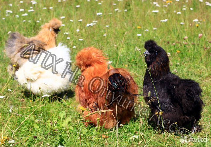 Цыплята китайской шелковой разного возраста