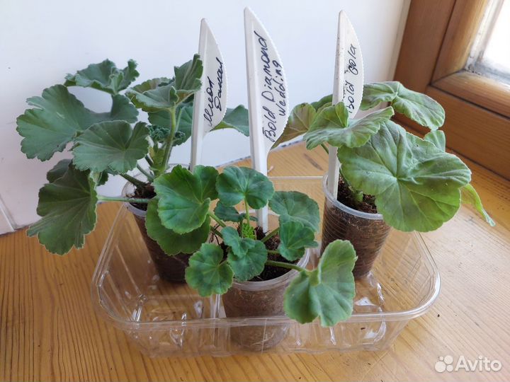 Пеларгония герань сортовая