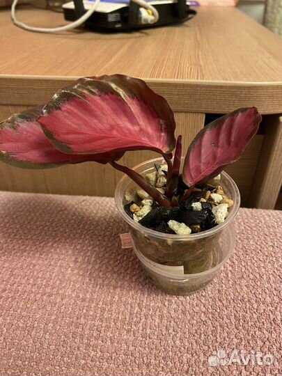 Калатея розеопикта бронь