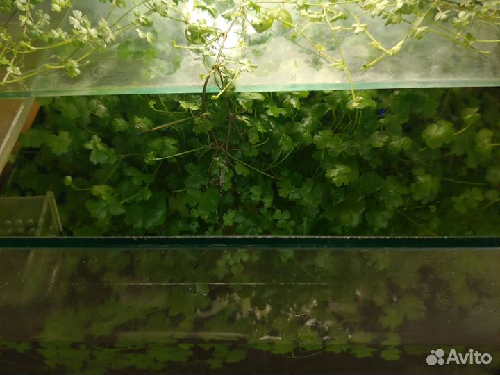 Аквариум и принадлежности