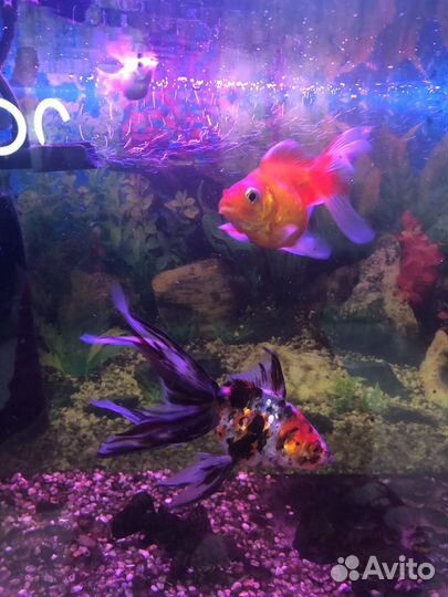 Аквариум с тумбой 50 литров