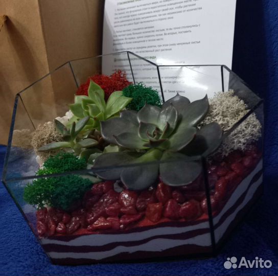 Ко Дню мамы Флорариум суккуленты