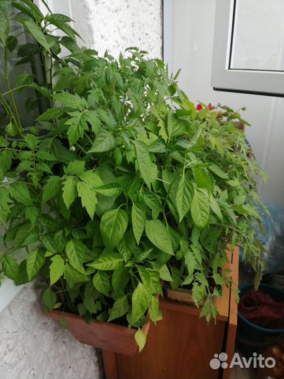 Рассада помидор, болгарского и острого перца