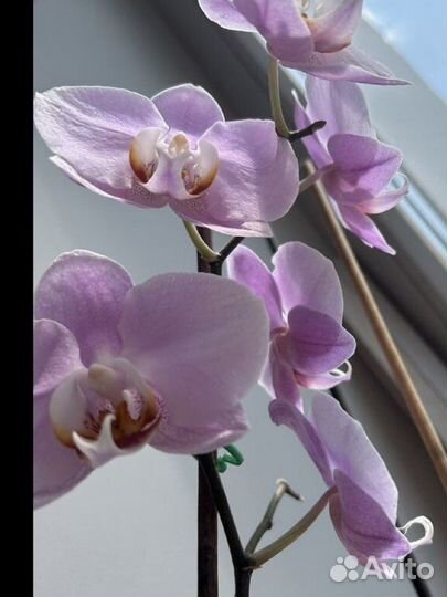 Фаленопсисы и толстянка