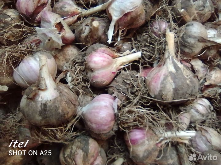 Зимний чеснок на посадку