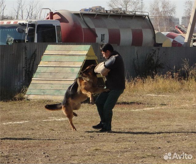 Дрессировка собак г.Иркутск