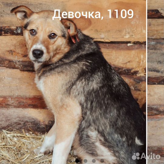 Собака в добрые руки