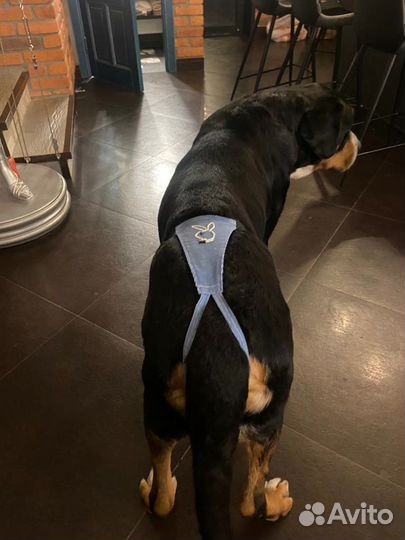 Одежда для животных