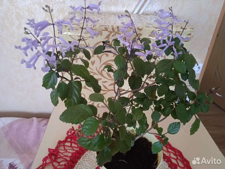 Домашняя сирень