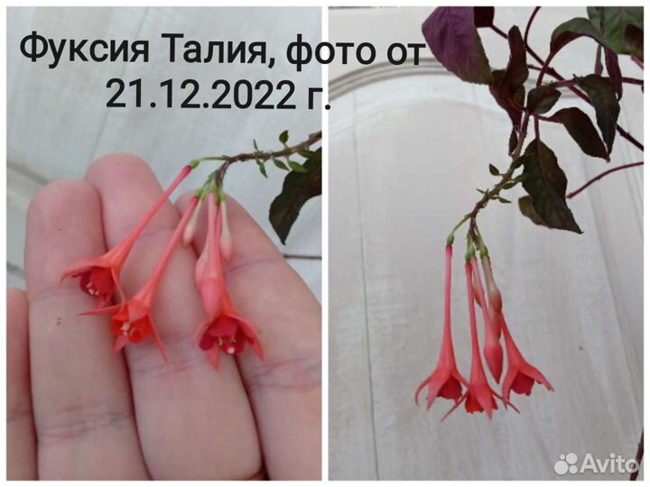 Уйма комнатных растений