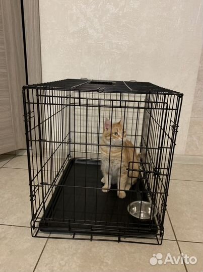 Клетка для перевозки собак и кошек Аренда