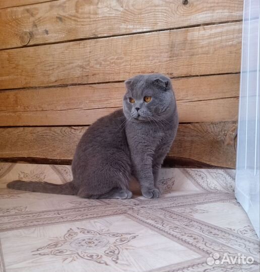 Шотландский кот