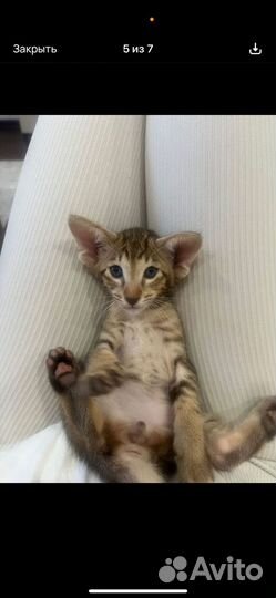 Кошка