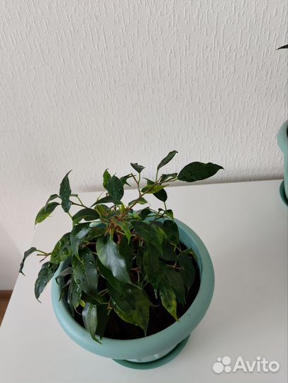 Комнатные цветы