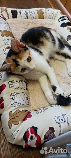 Кошка в дар