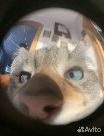 Объектив для телефона фишай