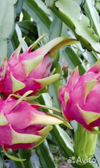 Питахайя Бругмансия Пассифлора