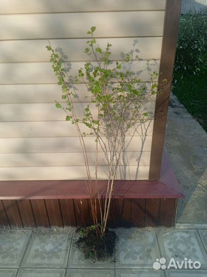 Пузыреплодник зеленый