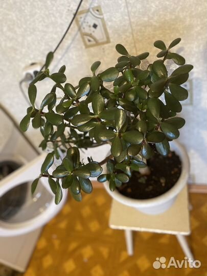 Толстянка (денежное дерево)