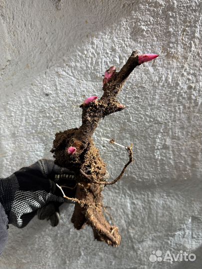 Пионы саженцы корни