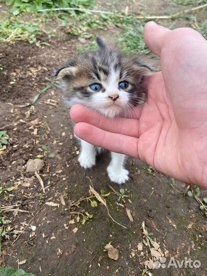 Шотландская вислоухая кошка