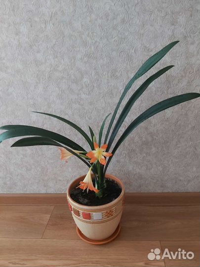 Комнатные цветы