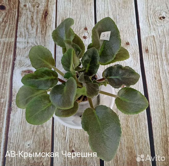 Фиалка ав-Крымская Черешня
