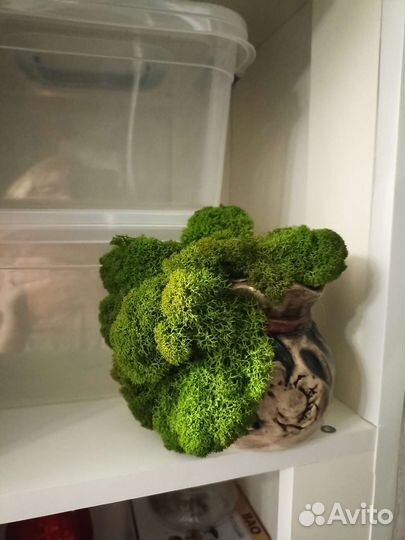 Копилка с мхом