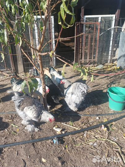 Продаются семимесячные петухи Брама