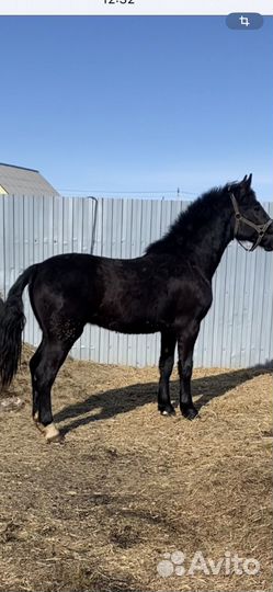 Продам коней