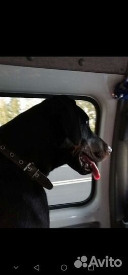 Доберман вязка