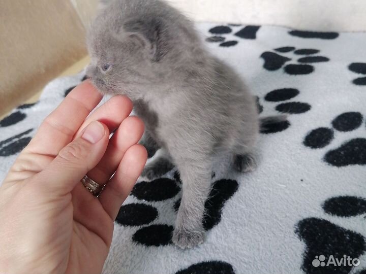 Британская кошка