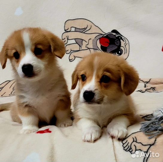 Малыши корги