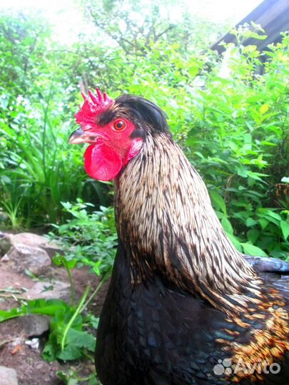 Петух хохлатый 8 мес