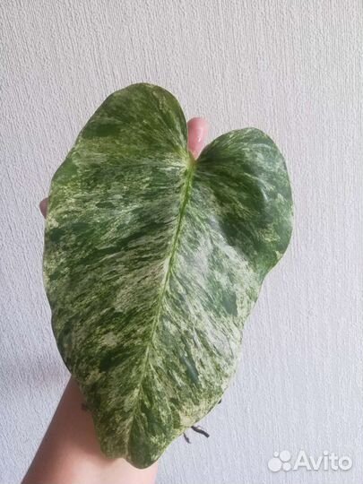 Филодендрон Гигантеум близзард