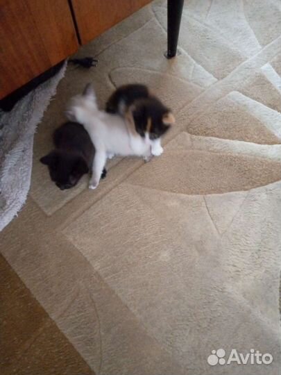 Кошки в добрые руки бесплатно