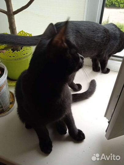 Кот мышелов