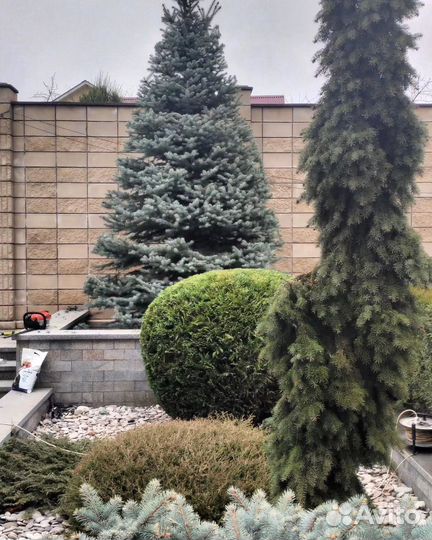 Стрижка кустарников /хвойных растений