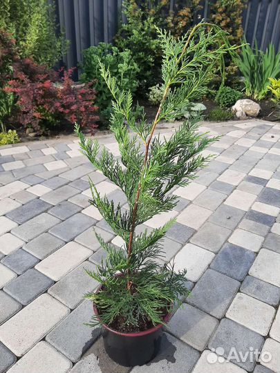 Кипарисовик Купрессоципарис лейланда