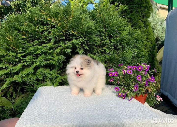 Померанский шпиц